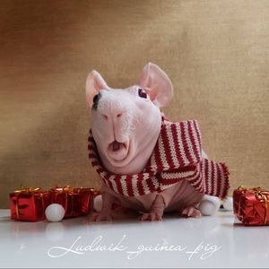 Meet your Posher, Tsz shun